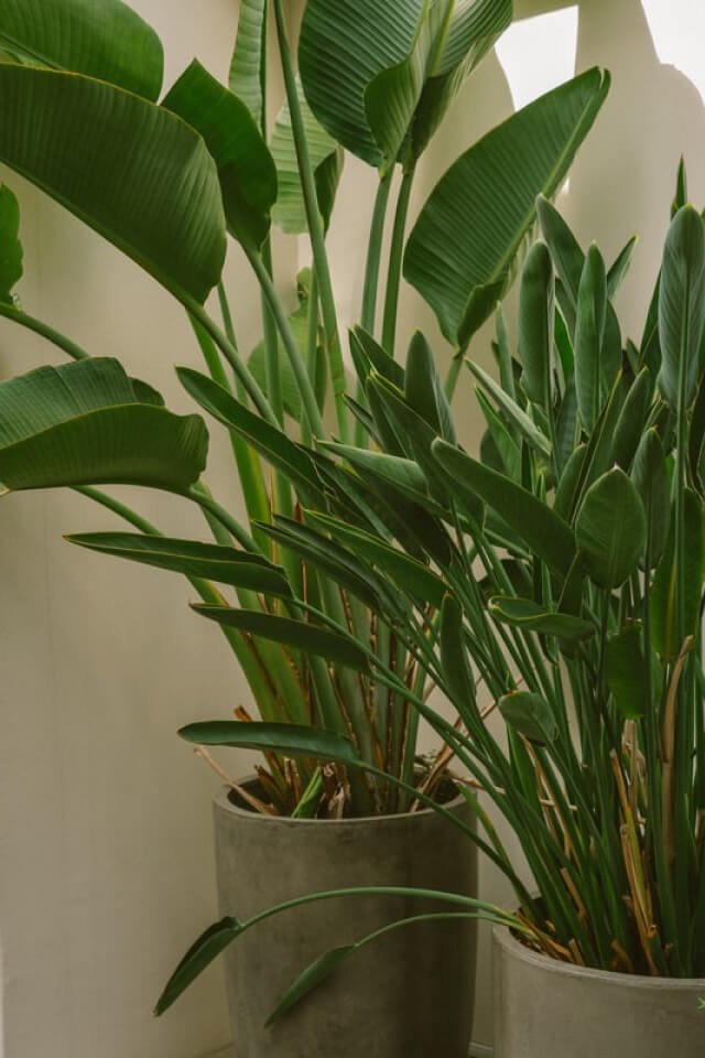 Pot 01 Cement - Image 2