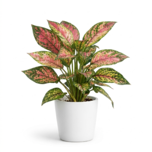 Aglaonema